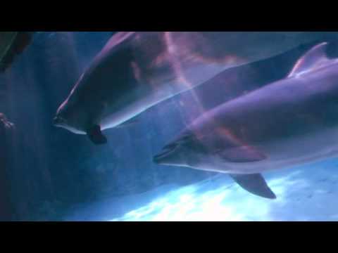 Dolphin Bubbles: An Amazing Behavior