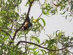 A bat on the tree - mammal - animal