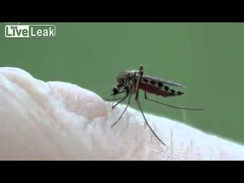 Close-Up View of Mosquito Bite