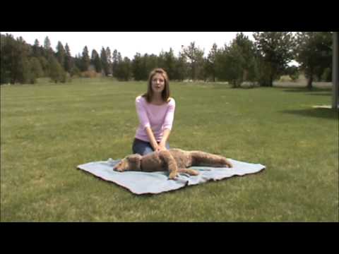 Safe Dog Safety Tip: CPR