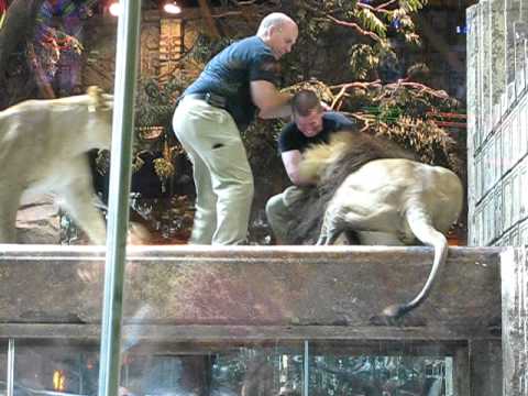 MGM lion attack in Las Vegas