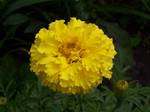 Marigold, Tagetes erecta Festival was started in 1972 to honor one of Pekin's 