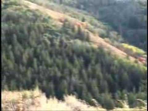 830 Yards Elk Hunting - Long Range Shooting