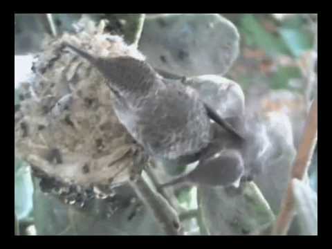 Hummingbird Nest Documentary - High Quality