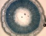 Flax stem cross-section, showing locations of underlying tissues. Ep = epidermis; C = cortex; BF = bast fibres; P = phloem; X = xylem; Pi = pith