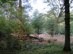 Secondary woodland in Epping Forest. Predominant tree species are Pedunculate Oak (Quercus robur), European Beech (Fagus sylvatica), European Hornbeam (Carpinus betuloides), Silver Birch (Betula pendula) and European Holly (Ilex aquifolium).