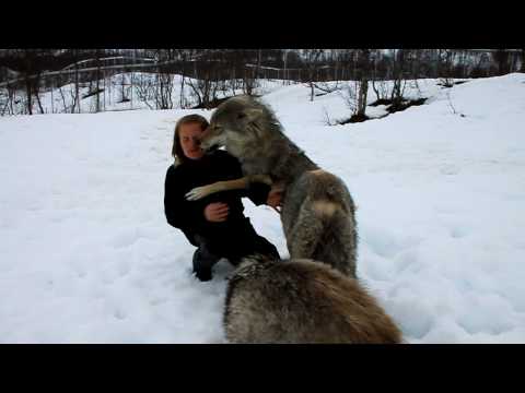 Reunion between Anita and the wolves