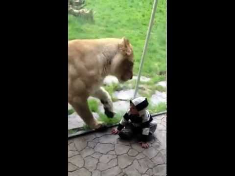 Lion tries to eat baby PART 1.