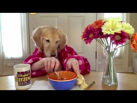 Breakfast at Ginger's- golden retriever dog eats with hands