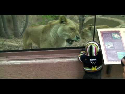 Lioness tries to eat baby at the zoo.