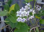 Calotropis is a genus of plants that produce milky sap hence also commonly called milkweed. It is considered a common weed in some parts of the world. The flowers are fragrant and are often used in making 'floral tassels' in some mainland Southeast Asian cultures. Fibers of these plants are called mudar or mader. The plant is known as aak in Ayurveda. The latex is said to have a mercury-like effects on the human body, and is some times referred to as vegetable mercury and is used in place of mer