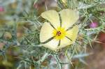 Argemone mexicana (Mexican Poppy, Mexican Prickly Poppy or Cardosanto) is a species of poppy found in Mexico and now widely naturalized in the United States, India and Ethiopia. An annual herb with bright yellow sap, it has been used by the Natives of the western US and parts of Mexico. The seed-pods secrete a pale-yellow latex substance when cut open. This argemone resin contains berberine and protopine, and is used medicinally as a sedative.