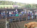 Grass-fed cattle at auction, Walcha, NSW