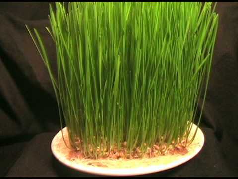 A Time-Lapse: Wheatgrass Growing