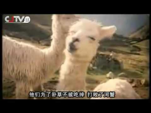 Song of the Grass-Mud Horse (Cao Ni Ma)