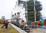 SAULT STE MARIE, Mich. Crewmembers aboard the U.S. Coast Guard Cutter Alder, homeported in Duluth, Minn., load pallets of Christmas trees on the ships buoy deck for delivery to deserving Chicago-area families, Monday, Nov. 28, 2011. The crew of Alder, acting as Chicagos Christmas Ship, will transport the trees from northern Michigan to Chicago to be distributed to families by various charitable groups. U.S. Coast Guard photo by Petty Officer 3rd Class George Degener. (1466605) ( Christmas Ship 2