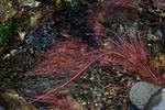 Underwater roots of Black Alder (Alnus glutinosa). River Cabrera, León (Spain)