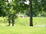 Horses, Zack and Andy, grazing at Pleasant Hill, Kentucky, USA, is the site of a Shaker religious community that was active from 1805 to 1910.