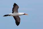 Nazca Booby, Espanola Island. Nazca boobies are known for practicing obligate silicide.[5] They lay two eggs, several days apart. If both eggs hatch, the elder chick will push its sibling out of the nest area, leaving it to die of thirst or cold.