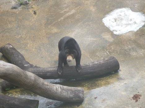 Black Bear is found in Zoo