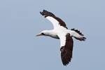 Dorsal view, Nazca boobies are known for practicing obligate silicide.[5] They lay two eggs, several days apart. If both eggs hatch, the elder chick will push its sibling out of the nest area, leaving it to die of thirst or cold.