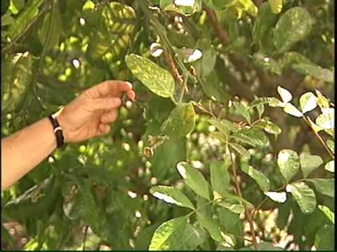 Citrus Greening