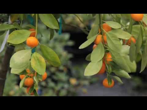 About citrus trees