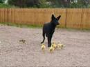 Orphaned Goslings adopted by a Cara the dog at Lunan Bay Farm, Filmed by PBM-Photo