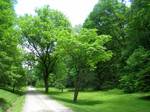 University of Tennessee Arboretum, Oak Ridge, Tennessee, USA.