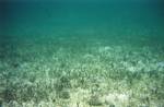 Seagrass (Thalassia testudinum) bed with several echinoids (Tripneustes ventricosus), Grahams Harbour.