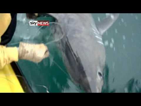 Jaw-Dropping: Huge Shark Caught Off Cornwall