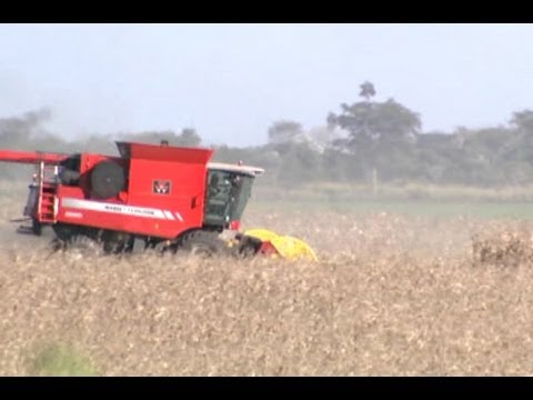 Argentina awaits ruling on crop pesticides