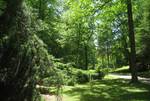 Exotic conifers collection, at the University of Tennessee Arboretum, Oak Ridge, Tennessee, USA.