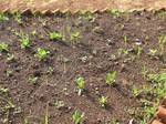 Newly planted saplings in the soil in the garden