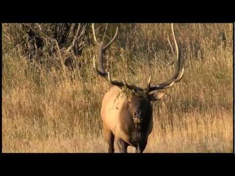 ELK BUGLING IN ROCKY MOUNTAIN NATIONAL PARK HD