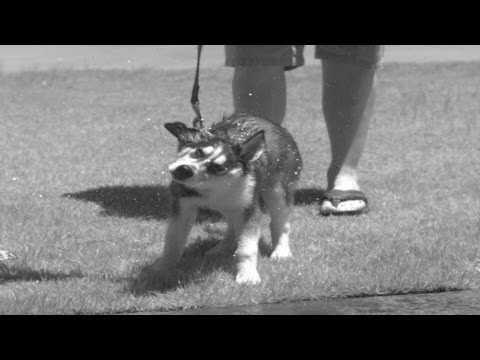 Slow-motion mammals shaking themselves dry