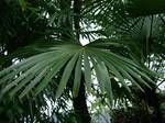 Leaf detail, Zhejiang, Trachycarpus fortunei has been cultivated in China and Japan for thousands of years, grown for its coarse but very strong leaf sheath fibre, used for making ropes, sacks, and other coarse cloth where great strength is important.