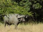 African buffalo covered in mud (so it can rub the mud off with its ticks and keep cool) in Phinda, South Africa