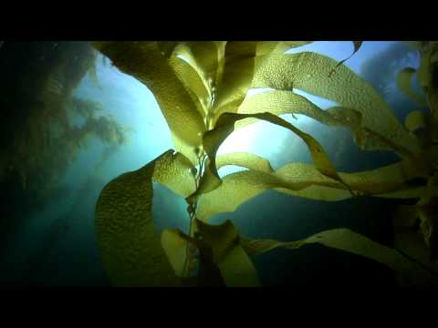 Scuba Dive California's Channel Islands - Kelp Forest