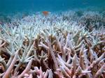 In this photo released by Centre of Marine Studies, The University of Queensland, fish swim amongst bleached coral near the Keppel Islands in the Great Barrier Reef, Australia, on Monday, Jan. 23, 2006. An international team of scientist´s studying