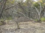 A large pile of bare earth stands amidst pale tree trunks, bleached grass and fallen sticks.The huge mound nest of the Malleefowl acts like a compost heap, warming and incubating the eggs as it rots around them