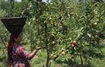 A women smiling after seeing good crop of Apple in her orchard near the banks of Famous Dal Lake in Srinagar, India, on 02, July 2012. Despite of recent hailstorm and cold weather conditions that prevailed in the Kashmir valley for quite some time in the month of June.