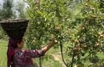 A women smiling after seeing good crop of Apple in her orchard near the banks of Famous Dal Lake in Srinagar, India, on 02, July 2012. Despite of recent hailstorm and cold weather conditions that prevailed in the Kashmir valley for quite some time in the month of June.