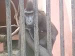 A monkey found in Johor Zoo,Malaysia