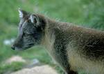 Arctic Fox in summer (taken in Numedal Zoo)