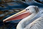 A Pinked Backed Pelican (Pelecanus rufescens), photographed at Bristol Zoo, UK. Edited version of original to reduce noise.