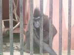 A monkey found in Johor Zoo,Malaysia