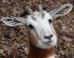 Mhorr Gazelle (Gazella dama mhorr) Close Up at the Louisville Zoo