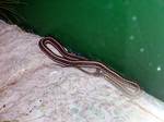 Eastern Plains Garter Snake (Thamnophis radix radix) at the Columbus Zoo and Aquarium.