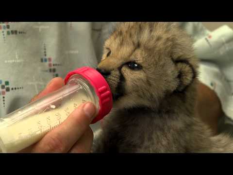 Cheetah Cub in Nursery - Cincinnati Zoo